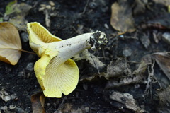 Cantharellus pallens