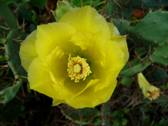 Opuntia stricta