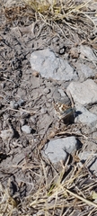 Burnsius communis