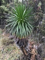 Argyroxiphium grayanum