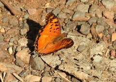Charaxes jahlusa