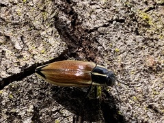 Epistomentis pictus