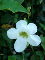 Asystasia gangetica