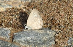 Euchrysops malathana