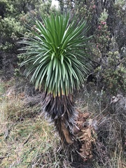 Argyroxiphium grayanum