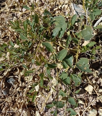 Capparis spinosa