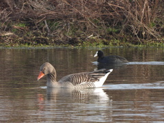 Anser anser