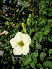 Asystasia gangetica
