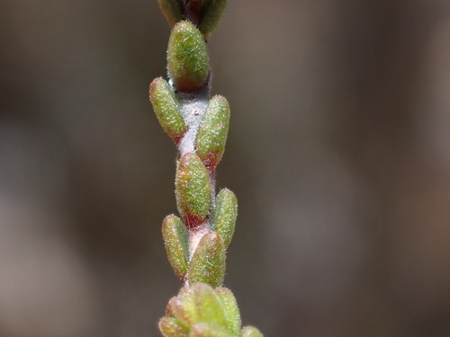 Image of Euchaetis elsieae by (c) Ren Hoekstra, some rights reserved (CC BY)