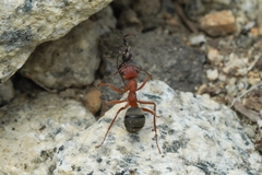 Formica integroides