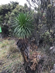 Argyroxiphium grayanum