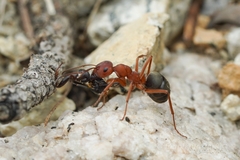 Formica integroides