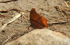 Polyura zoolina