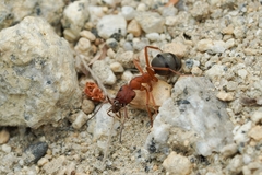 Formica integroides