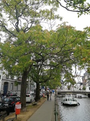 Ailanthus altissima