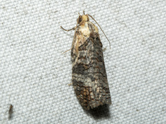 Cryptoptila australana