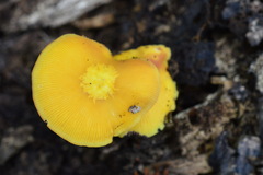 Pluteus variabilicolor