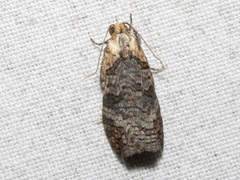 Cryptoptila australana