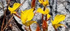Disa tenuifolia