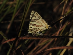 Cigaritis natalensis