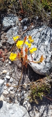Disa tenuifolia