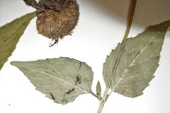 Monarda fistulosa fistulosa