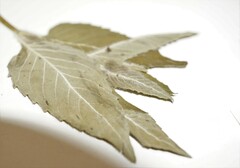 Monarda fistulosa fistulosa