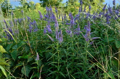Veronica longifolia longifolia