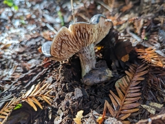 Entoloma medianox