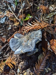 Entoloma medianox