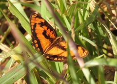 Byblia anvatara