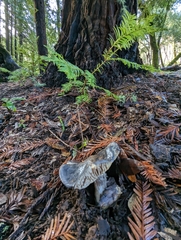 Entoloma medianox