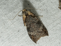 Cryptoptila australana