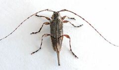 Trichocanonura linearis