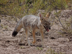 Lycalopex