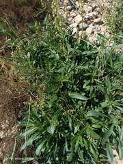 Reseda lanceolata lanceolata