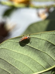 Coccinellidae