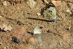 Eicochrysops messapus