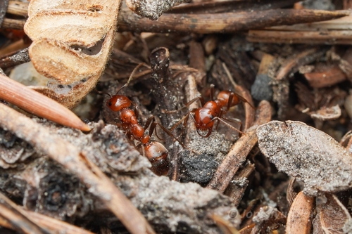 Western Amazon Ant photo 4