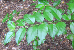 Geniostoma ligustrifolium ligustrifolium