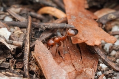 Polyergus mexicanus