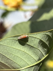 Coccinellidae
