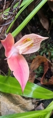 Disa uniflora