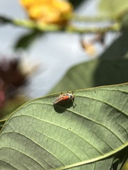 Coccinellidae