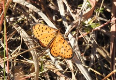 Pardopsis punctatissima