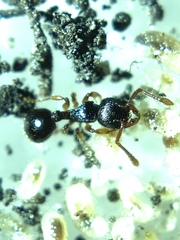 Myrmecina americana