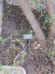 Salvia microphylla microphylla