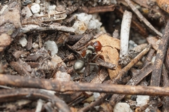 Polyergus mexicanus