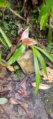 Disa uniflora