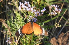 Danaus chrysippus orientis
